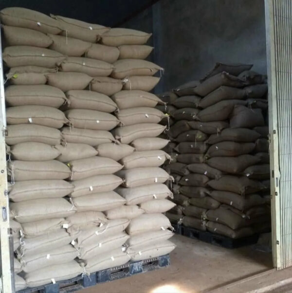 Green coffee beans Robusta S16 from Buon Me Thuot Vietnam High quality Raw coffee processing Honey Washed for sale - Image 6