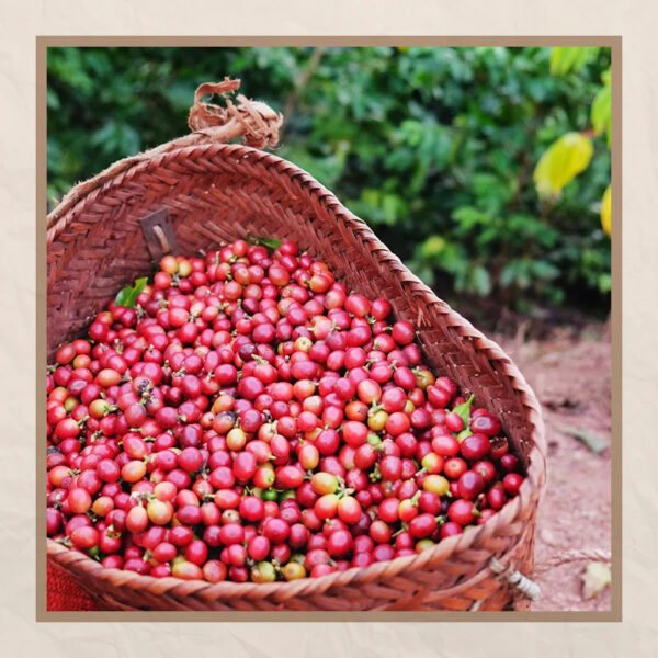Premium Roasted Coffee Green Arabica Coffee Bean from Viet Nam high quality 100% natural ready to ship worldwide - Image 6
