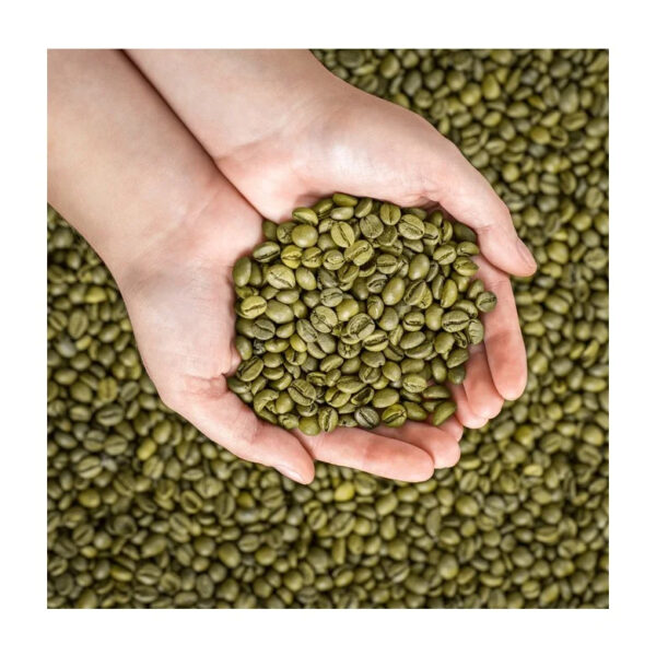 Robusta Coffee Robusta Coffee Price Brazil Washed Process Quality Robusta Green Coffee Beans Raw Beans Wholesale - Image 6