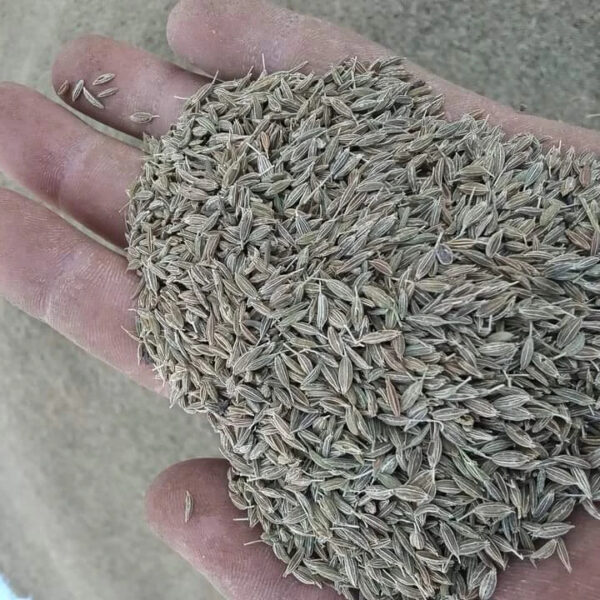 Cumin Seeds With High Quality