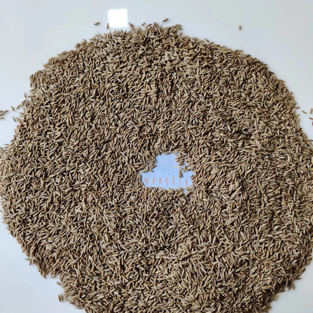 Direct Factory Selling Brown and a Grade Cumin Seeds From Gujarat India AD Single Herbs & Spices Caraway Seeds Fennel & Aniseed