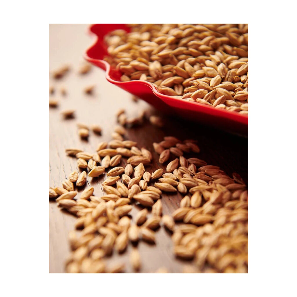 Barley Malt Grain Animal Feed Barley at Best Price Top Best Quality