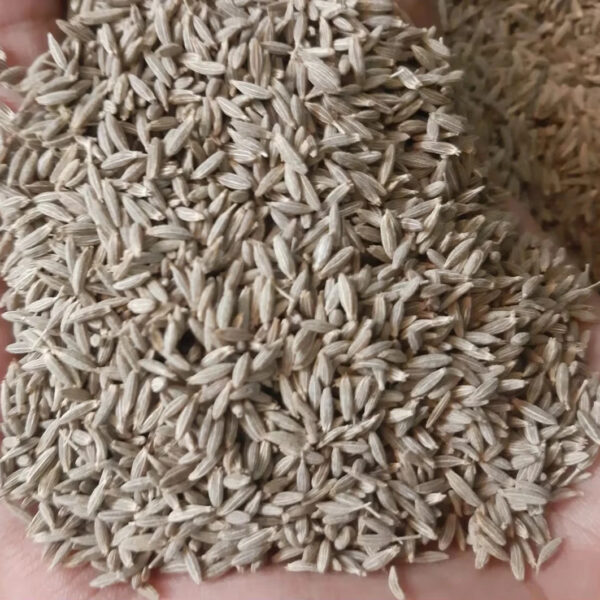 High Quality Premium 100% Natural Dehydrated Cumin Seeds Spices Herbs Cumin Seeds Exporter India