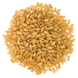 Pure Barley Grain Barley Malt Grain Hulled Barley Grain for Sales
