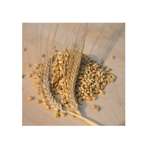 Wholesale Barley Grains Cheap Price Good Quality Highland Barley