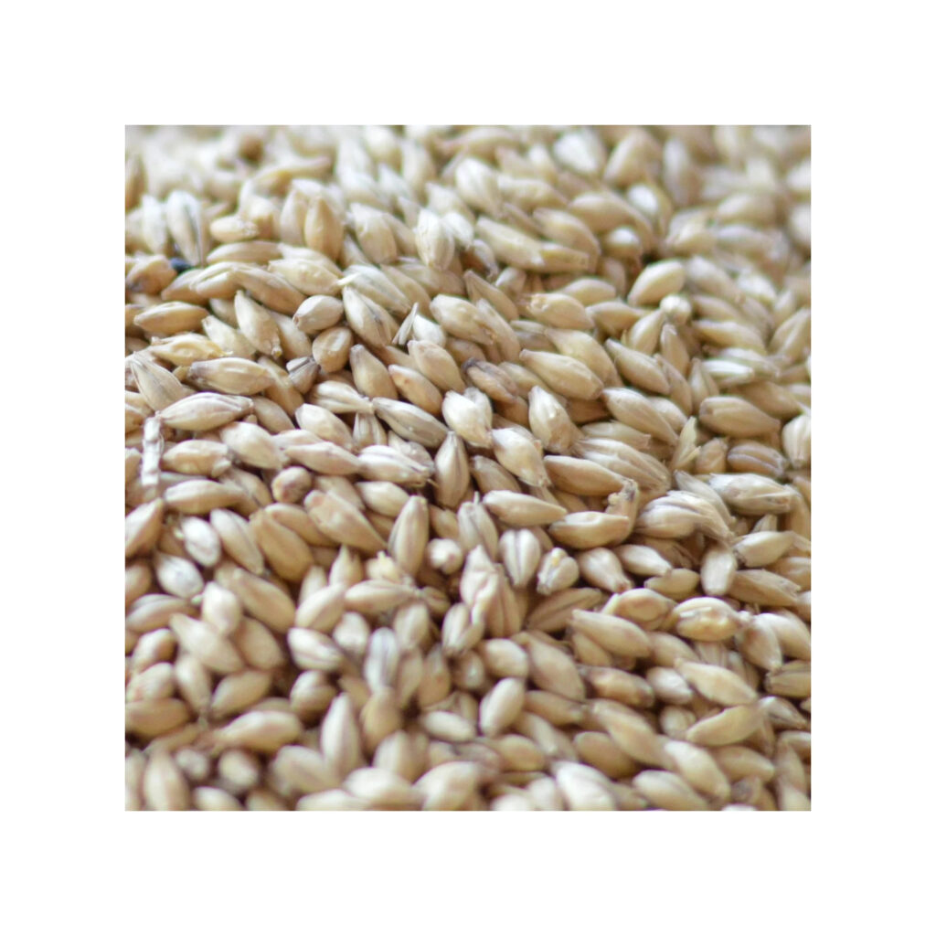 Bulk Malted Barley Barley Grain Ready for Export for Sale Premium Quality Barley for Malt Malted Feed and Malted Animal Feed