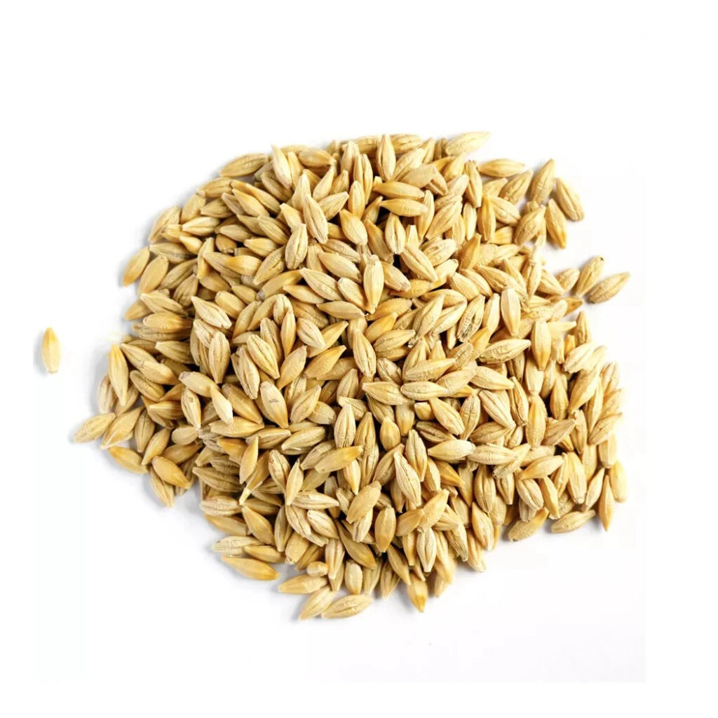 Malted Barley Grain Ready for Export for Sale Best Brand Barley Grain Alcohol Beer Production Purchase Barley
