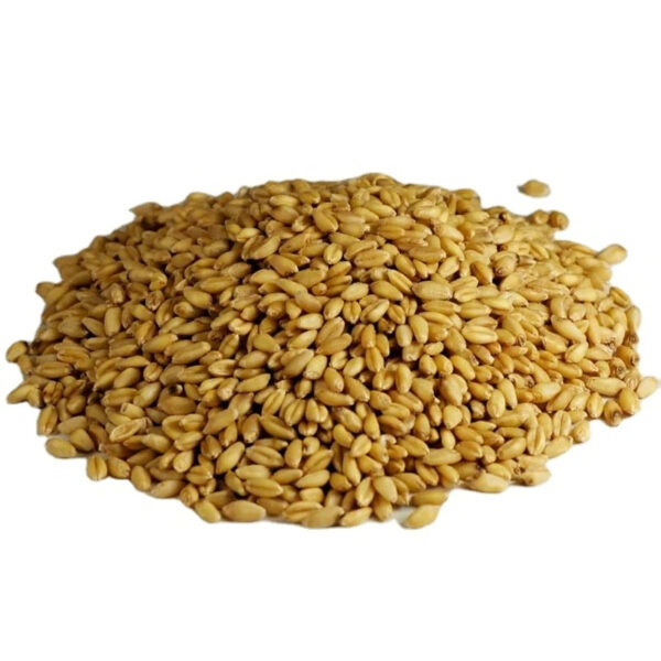 Top Quality Barley Grain for Use As Animal Feed and in Food Industry Wholesale From Manufacturer Barley for Sale in Bulk