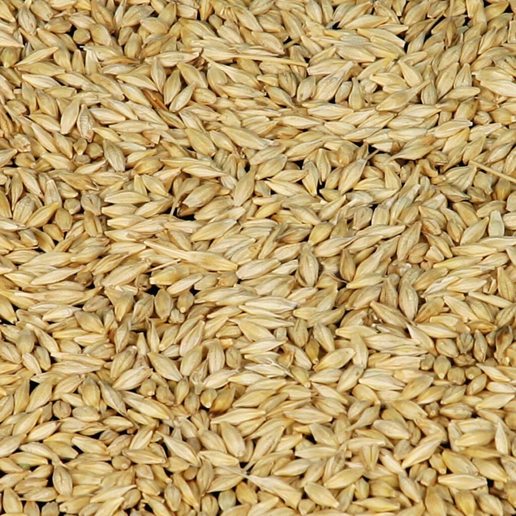 WHOLESALE HULLED PEARL BARLEY High Quality Wheat Wheat Grain Barley