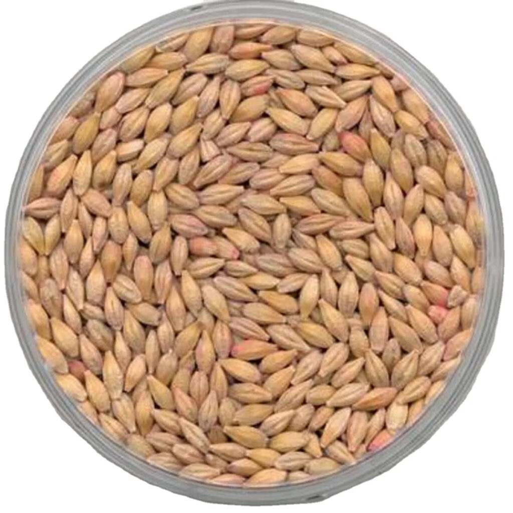 Premium Quality Malted Barley Pure Natural High Quality Animal Feed Grains Ready for Export Bulk Malted Barley for Growth