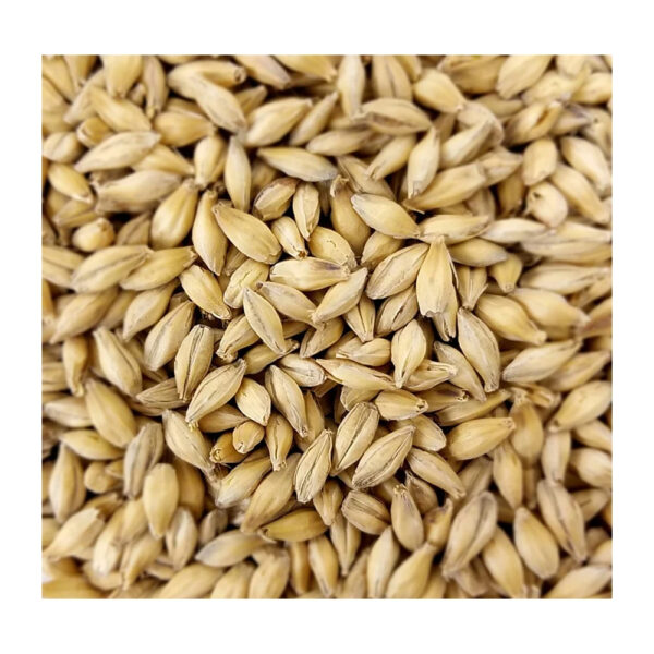 Factory Supply Barley Matt From Poland in Bulk