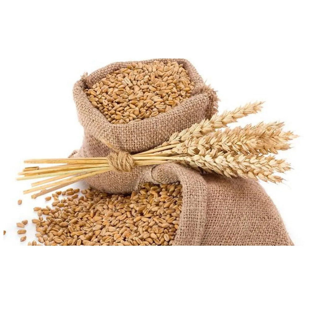 Bulk Malted Barley Barley Grain Ready for Export