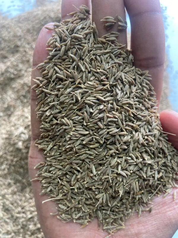 High Quality Premium 100% Natural Dehydrated Cumin Seeds Spices Herbs Cumin Seeds Exporter India - Image 2