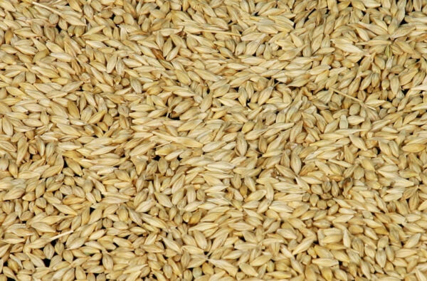 Top Quality Barley Grain for Use As Animal Feed and in Food Industry Wholesale From Manufacturer Barley for Sale in Bulk - Image 2