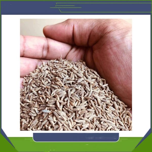 High Quality Organic Whole Cumin Seed Dried Best Exporter-High Quality Pure Organic Cumin Sale Wholesale Cheap Price - Image 3