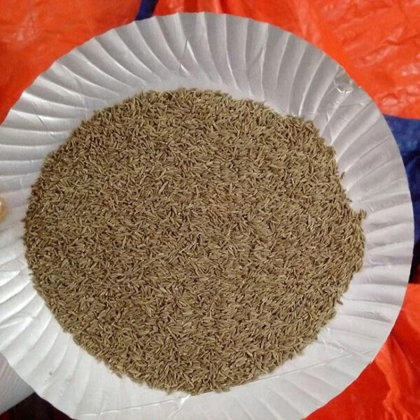 Singapore Europe Premium Quality of Cumin Seed Price Indian Origin Use for Cooking 100% Pure Organic Spices Product - Image 4