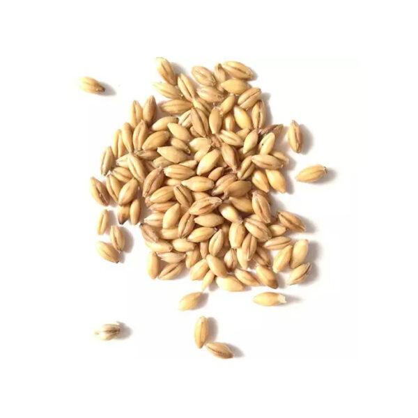 Wholesale Barley Grains Cheap Price Good Quality Highland Barley - Image 4