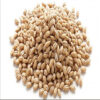 Hot Sales HIGH GRADE BARLEY MALT GRAINS for HUMAN CONSUMPTION - Image 4