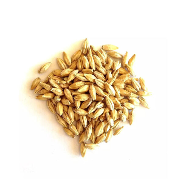 Ready for Export Bulk Malted Barley Grain for Farming Purpose on Sale - Image 4