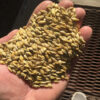 Wholesale Barley Grains Best Price Feed Barley Barley for Animal Feed and Human Consumption - Image 3