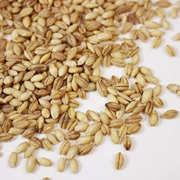 Top Quality Barley Grain for Use As Animal Feed and in Food Industry Wholesale From Manufacturer Barley for Sale in Bulk - Image 4