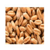 Barley Pure Herbal Green Wheat Barley Grass Barley Grass Extract - Image 4