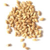 Wholesale Barley Grains Best Price Feed Barley Barley for Animal Feed and Human Consumption - Image 4