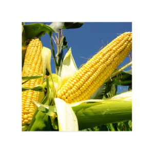 Pure Organic Clean Dried Yellow Corn Dried Yellow Maize Bulk dried white corn and yellow corn Available