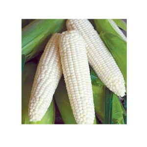 Wholesale Fresh Yellow Corn White Corn Bulk Dried Corn