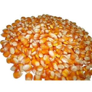 Yellow Corn Maize for Animal Feed YELLOW CORN for POULTRY FEED