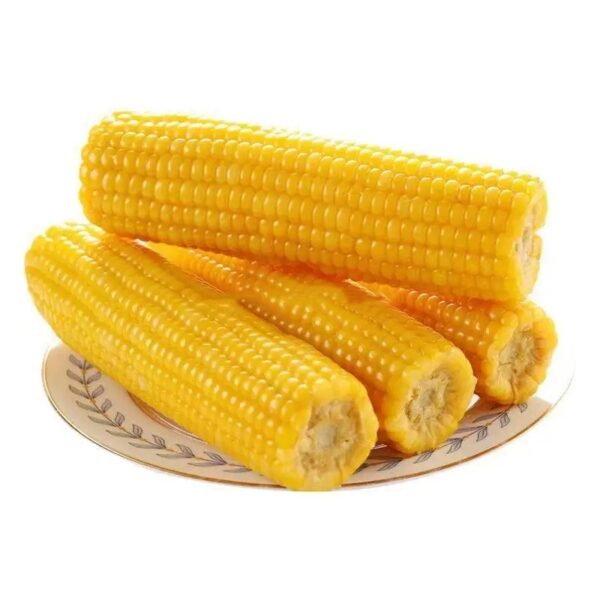 Direct Wholesale Good Quality Frozen Yellow Corn on Cob Fresh Sweet Corn-IQF Processed