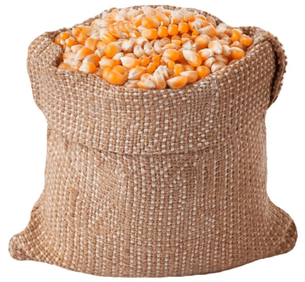 Organic Yellow Maize Corn GMO-Free Dried Animal Feed and Human Food for White Corn Use