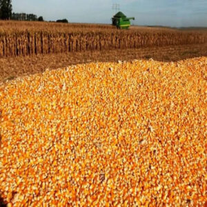 Dried Grade 2 Yellow Maize Corn Non-GMO Fit for Human Consumption and Animal Feed Origin  Kenya Brazil  Argentina USA Ukraine