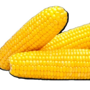 Kenyan Yellow Corn Best Price Wholesale Kenyan Maize Export Yellow Corn for Animal Feed