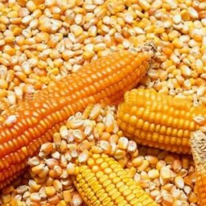 Yellow Maize Dried Yellow Corn Available in Popcorn and White Corn Varieties at Competitive Prices