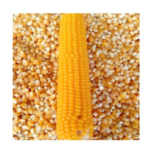 Yellow Corn High Quality Yellow Corn Maize Grains