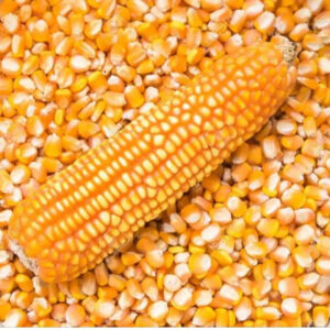 New Crop Yellow Corn Maize for Human and Animal Feed Grade Consumption Yellow Corn for Poultry Feed