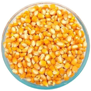 Worldwide Exporter Selling Excellent Quality Human Consumption and Animal Feed Yellow Sweet Corn Dry Maize Yellow Corn