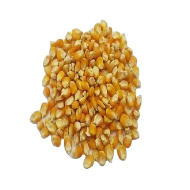 Dried Yellow Corn Yellow Maize for Animal Feed in High Quality for Sale From Kenya