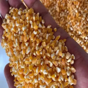 Yellow Maize Dried Yellow Corn Popcorn White Corn Maize