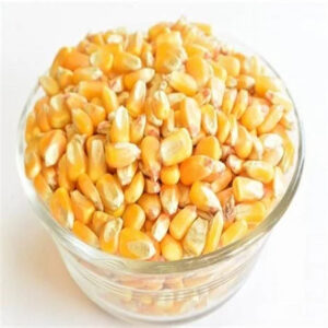 Yellow Corn for Animal Feeding Human Consumption Best Quality Non GMO Yellow Corn