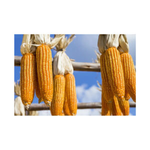 Cheap Wholesale Brazil Yellow Corn for Animal Feed Non Gmo Certified Brazil Yellow Corn Dried Corn Price in Kenya