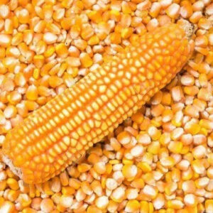 New Crop Yellow Corn Maize for Human and Animal Feed Grade Consumption Yellow Corn