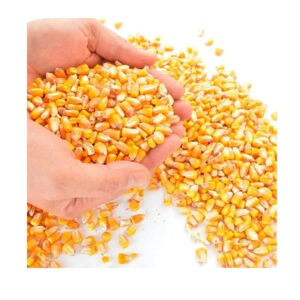 Wholesale Yellow Corn for Human Consumption Non Gmo Yellow Corn Yellow Corn for Animal Feed Available