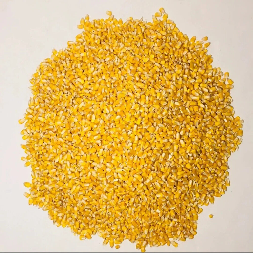Yellow Corn Dried Style