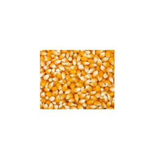 Direct Factory Price Yellow Corn for Sale