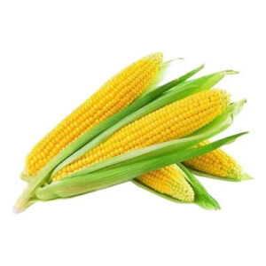 Best Quality Yellow Corn for Animal Feed Low Moisture Maize Export High Protein Content Supplier