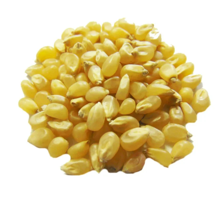 Non-GMO Yellow Maize YELLOW CORN MAIZE NON-GMO for Human Consumption