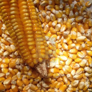 High Quality Organic Yellow Corn in Bulk Dried Style for Animal Feed and Agriculture Competitive Prices