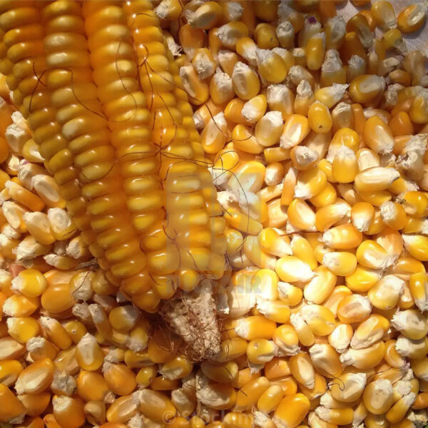 High Quality Organic Yellow Corn in Bulk Dried Style for Animal Feed and Agriculture Competitive Prices